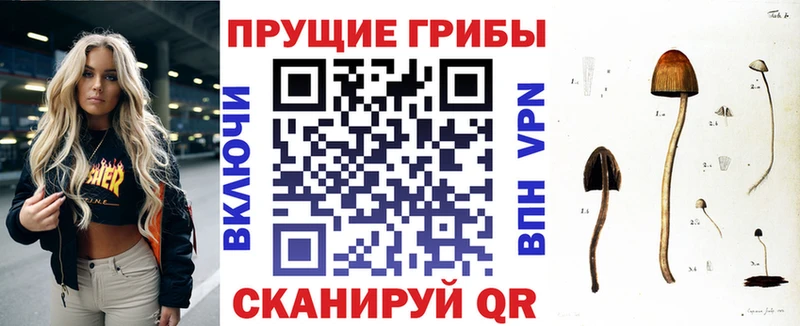 Галлюциногенные грибы Psilocybine cubensis  дарк нет формула  Шагонар  hydra ссылка 